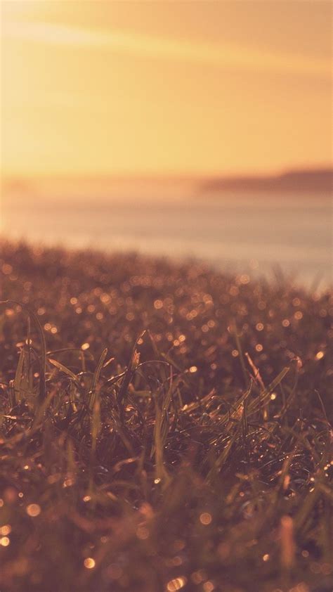 Sunset View Wet Grass Plants Iphone Wallpaper In 2019