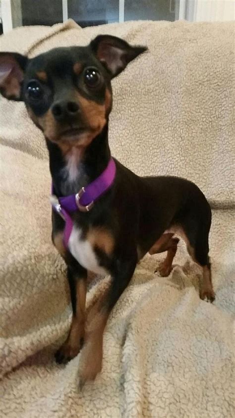 Adopt Minnie On Petfinder Mini Pinscher Miniature Pinscher Dog