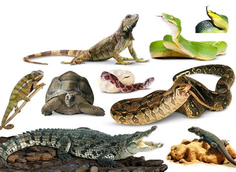Cuadros Sinópticos Sobre Reptiles Y Clasificación Con Cuadros