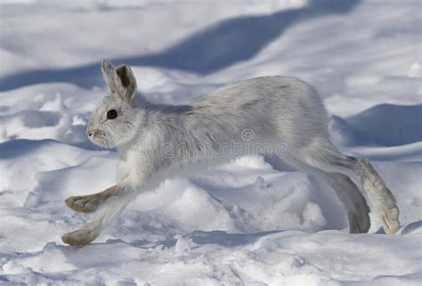 A White Snowshoe Hare Or Varying Hare Running Through The Winter Snow