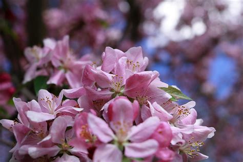 Filefull Apple Bloom Spring Flower West Virginia Forestwander
