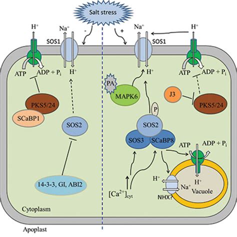 Unraveling Salt Stress Signaling In Plants Yang Journal Of
