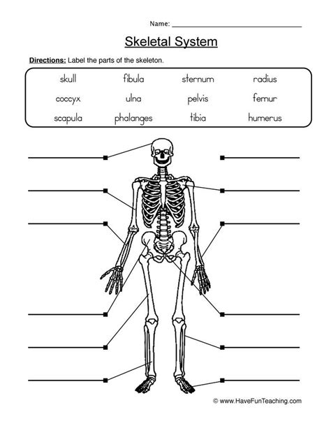 Skeletal System Grade 4 Worksheet