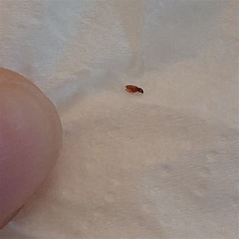 Identifying Reddish Brown Bugs In The Bathroom Thriftyfun