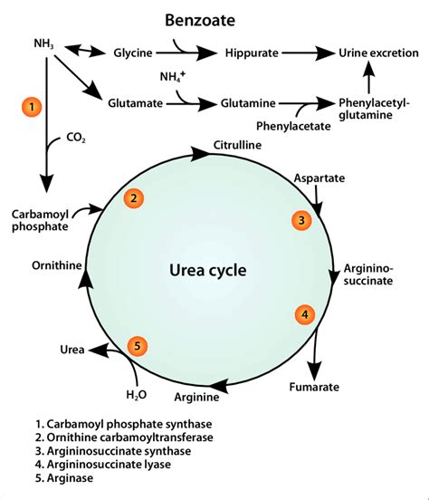 Figure The Diagram Illustrates The Urea Cycle And Alternative Pathways