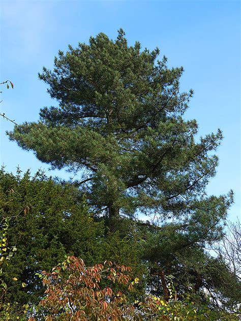 The austrian pine is a native of austria, northern italy and yugoslavia. Austrian Black Pine For Sale | The Tree Center
