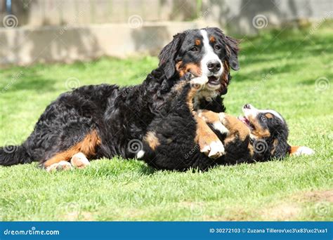 Bernese Mountain Dog Playing With Puppy Stock Image Image Of Doggy