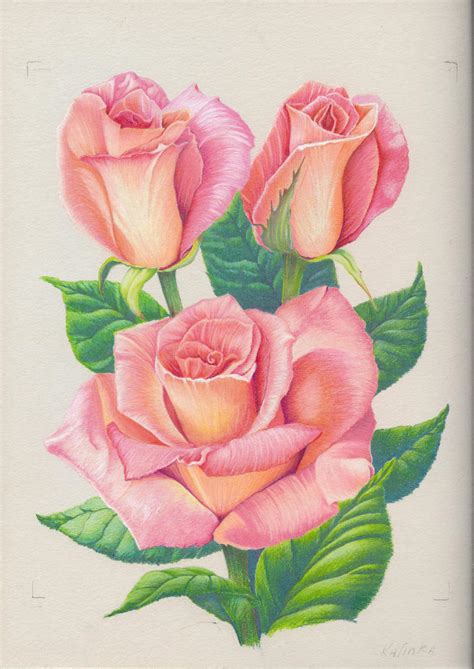 Pink Roses By 1976kunako On Deviantart