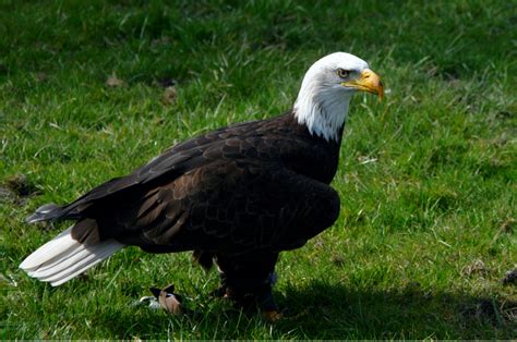 Kostenloses Foto Zum Thema Adler Beute Draußen