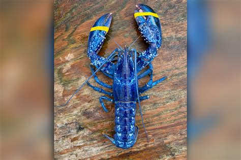 Rare Blue Lobster Caught Off Maine Coast United States Knewsmedia