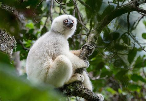 15 Incredible Wildlife And Lemurs Of Madagascar