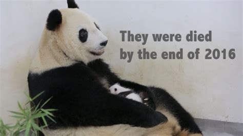 Baby Giant Panda And Mother Die From Gastrointestinal