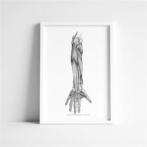 Hand Muscle Ligament Artery Nerve Tendon Vintage Human Anatomy Etsy