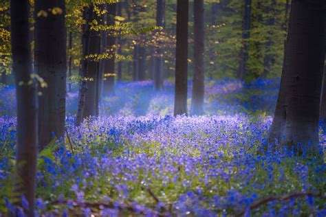 This Magical Forest In Belgium Is Covered In Blue Flowers