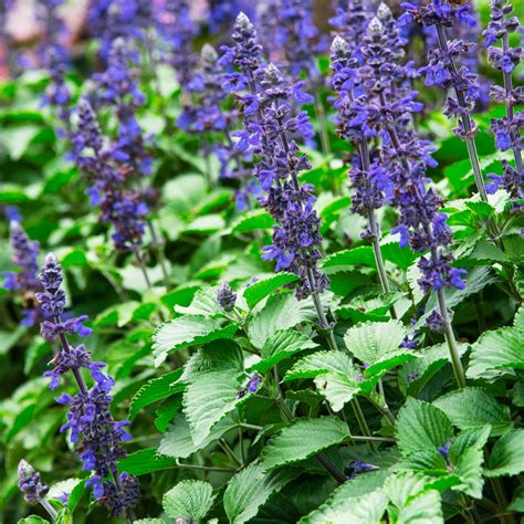 Big Blue Salvia Gardens Alive