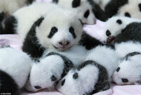 Twin Panda Cubs In China Meet The Public For The First Time As They