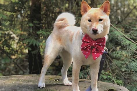 Cream Shiba Inu The Rarest Shiba Color Youll Adore