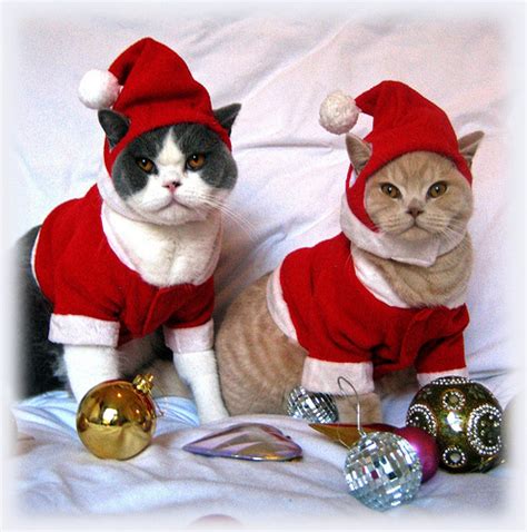 Funny Image Collection View Funny Cat Christmas Pictures