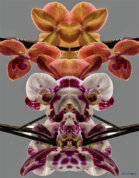 Double Orchid Pareidolia Photograph By Constantine Gregory Pixels