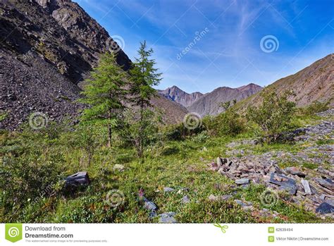 Two Young Larch Larix Sibirica Mountains Of Eastern Siberia Stock
