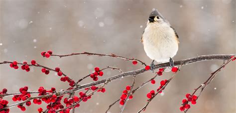 What To Plant For Winter Birds Plant Perfect Plant Perfect