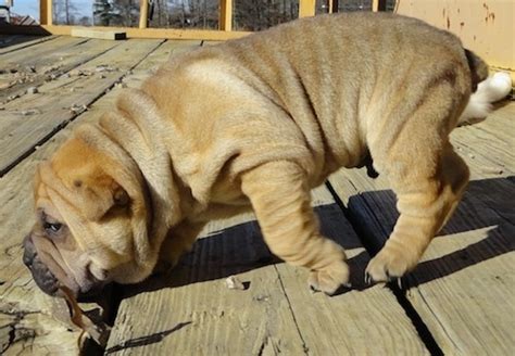 We do not currently have bully pei puppy's ready for their forever homes. Bull-Pei Dog Breed Information and Pictures