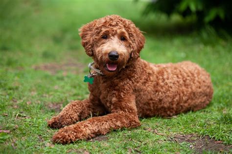 Labradoodle Breed Information Guide Photos Traits And Care Bark Post