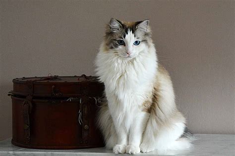 The top ragdoll cat names ideas for naming your male or female cat or kitten. Thinking of quarantine adoption? All the large cat breeds ...