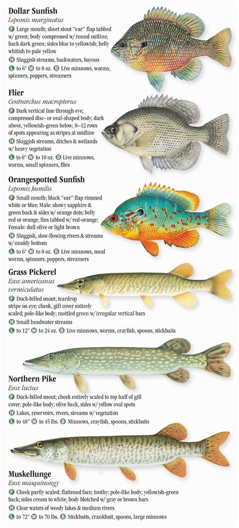 Freshwater Fishes Of Kentucky Quick Reference Publishing