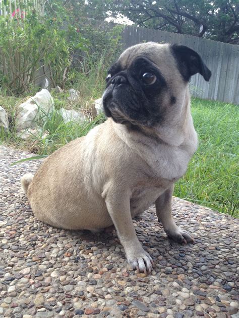He is aca registered, vet checked, vaccinated, wormed and comes with a 1 year genetic health guarantee. Pin by Pug Rescue Austin on Pug Rescue Austin Pugs | Pug ...