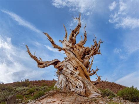 Trees are also famed for their longevity with some species living for thousands of years. Methuselah - one of the oldest know living trees, seeded ...