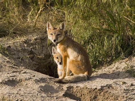 Swift Fox Species Wwf