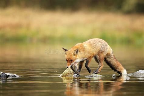 Red Fox In River Eating Little Fish Vulpes Vulpes Stock Photo Image