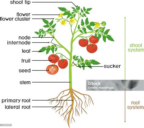 Parts Of Plant Morphology Of Tomato Plant With Green Leaves Red Fruits Yellow Flowers And Root