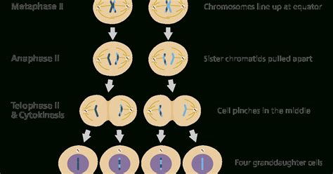 Calorimetry lab gizmo explore learning answer key. Meiosis Gizmo Answer Key Page 2 : student exploration cell ...