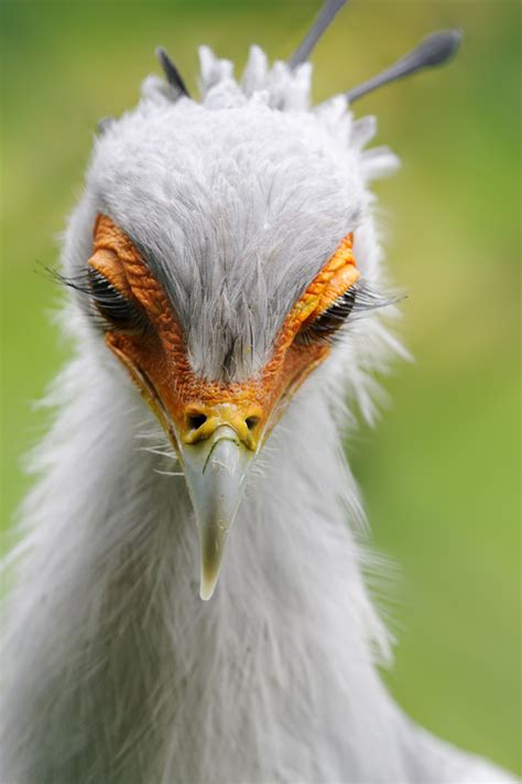 Secretary Bird By Snowporing On Deviantart