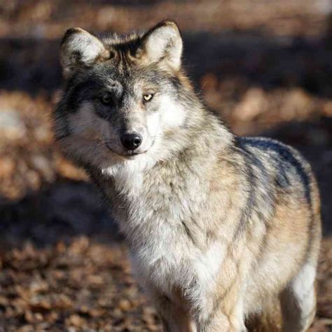 Mexican Wolves Population Trends Upward Once Again Sogoodly