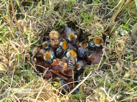 How To Identify And Control Ground Bees