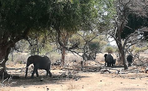 New Mining Threat At Mapungubwe Heritage Site Oxpeckers