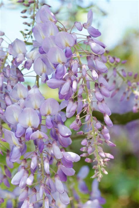 Fragrant Vines 5 Plants That Will Spread Amazing Scents In The Garden