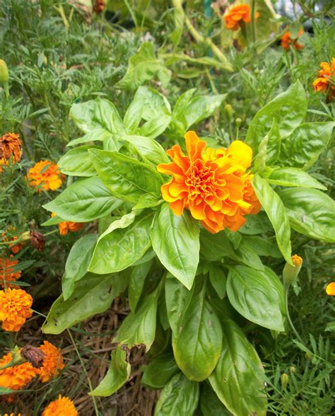 Perennial vegetables can perform multiple garden functions many perennial vegetables are also beautiful, ornamental plants that can enhance your landscape. The Plant Manager's Rainy Day Blog: A Perennial Lesson on ...