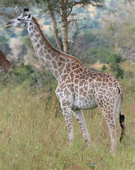 Rare Dwarf Giraffe Discovered In Uganda Newslibre