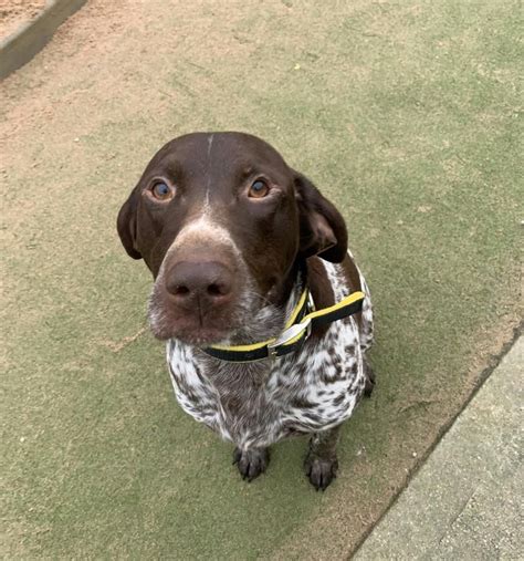 German Shorthaired Pointer Puppies Rescue Max Butler