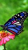 About Wild Animals: A beautiful butterfly | Beautiful butterfly ...