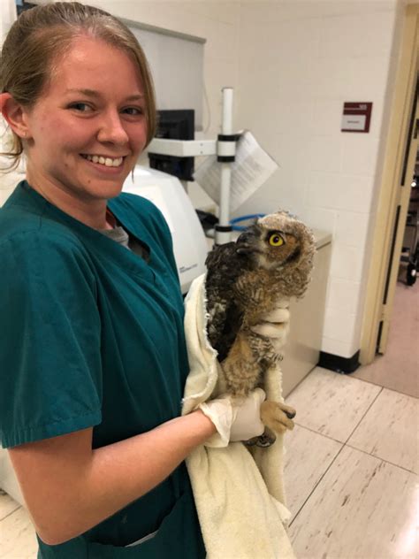 Wildlife Medicine Preceptorship Cornell University College Of