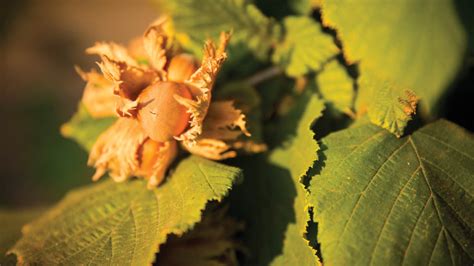Fall Harvest Oregon Hazelnuts