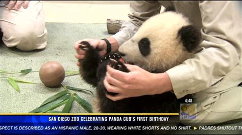 San Diego Zoo Celebrates Panda Cubs First Birthday Cbs News 8 San