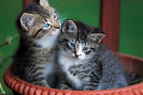 Cute Kittens In Basket Free Stock Photo Public Domain