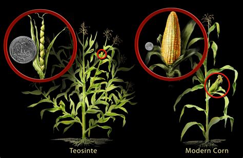 Scientists Trace Corn Ancestry From Ancient Grass To Modern Crop All