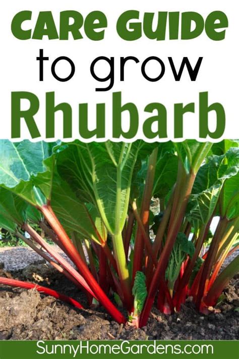 How To Grow And Care For Rhubarb Rhubarb Plants Rhubarb Growing Rhubarb